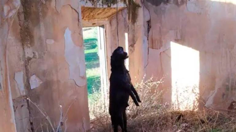 Nueve meses de cárcel por ahorcar a su perro en Jódar Nueve meses de cárcel por ahorcar a su perro en Jódar