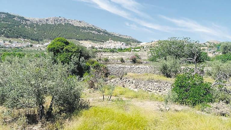 El reto de ver los cambios en el olivar El reto de ver los cambios en el olivar