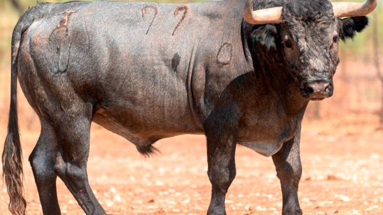 Los toros de la corrida de San Lucas Los toros de la corrida de San Lucas
