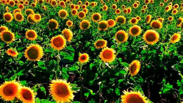 Hasta ahora se desconocía cómo siguen al sol los girasoles... Hasta ahora se desconocía cómo siguen al sol los girasoles...