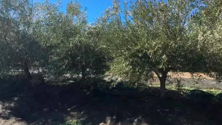 COAG ve “muy difícil” que se cumpla el aforo de aceite tras el inicio de año seco COAG ve “muy difícil” que se cumpla el aforo de aceite tras el inicio de año seco