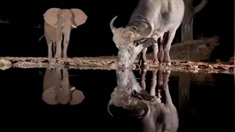 Nocturno en un abrevadero de animales salvajes en Sudáfrica Nocturno en un abrevadero de animales salvajes en Sudáfrica