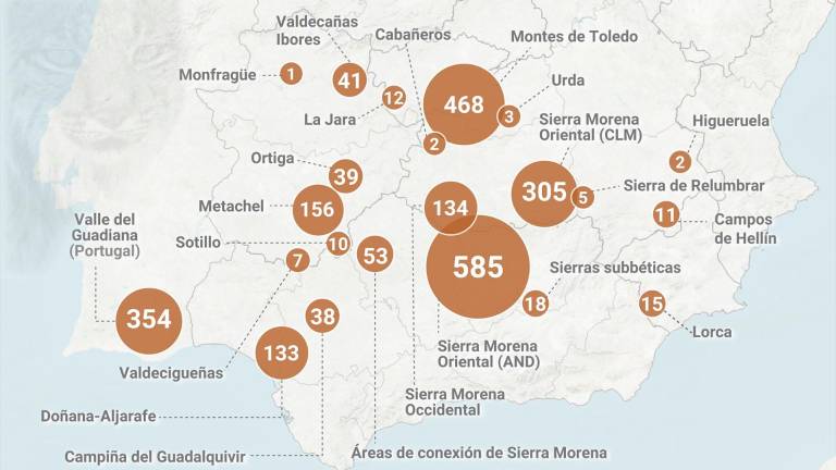 El lince ibérico alcanza un nuevo récord: 2.401 individuos censados El lince ibérico alcanza un nuevo récord: 2.401 individuos censados