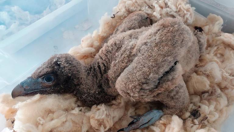 El centro de la Junta en Jaén adopta dos crías de quebrantahuesos El centro de la Junta en Jaén adopta dos crías de quebrantahuesos