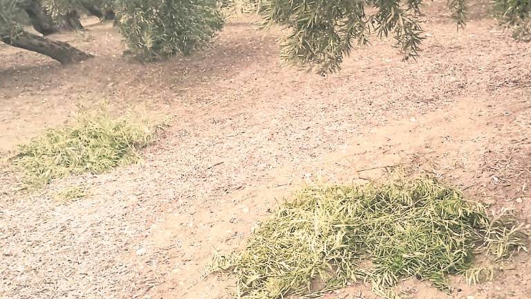 Ladrones sustraen aceitunas después de varear los olivos en Alcalá la Real Ladrones sustraen aceitunas después de varear los olivos en Alcalá la Real