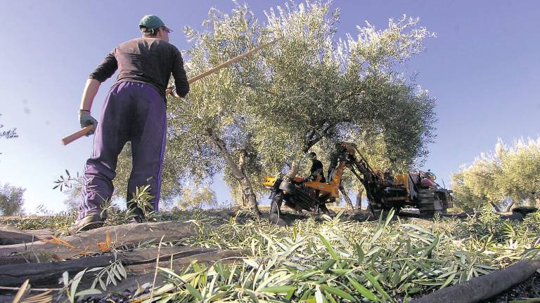Otro bandazo en la PAC que “perjudica” al campo andaluz Otro bandazo en la PAC que “perjudica” al campo andaluz