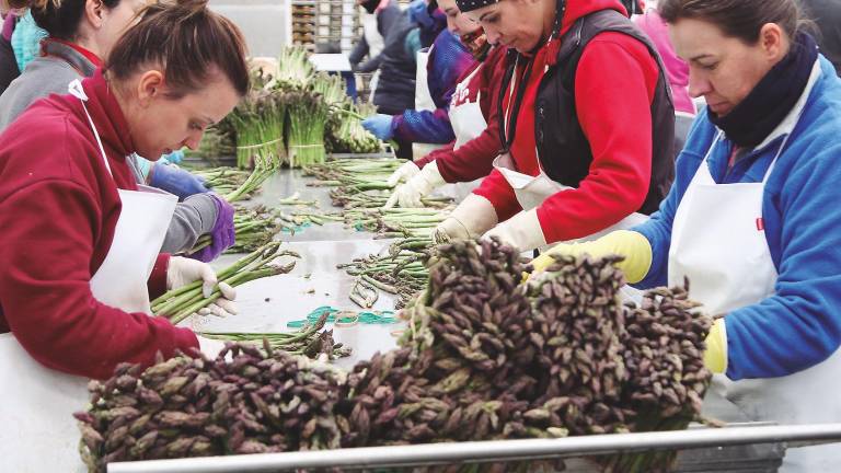 Trabajo para 50 personas de la mano de Espárragos Alcalá Trabajo para 50 personas de la mano de Espárragos Alcalá