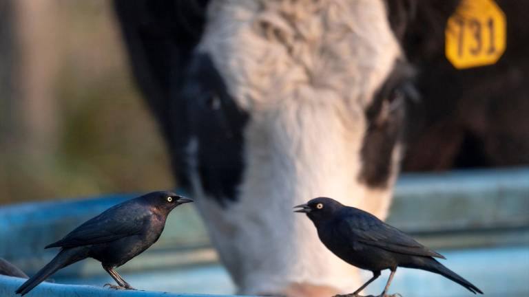 El agua en abrevaderos de la trashumancia para que la fauna salvaje pueda beber en verano se mantiene