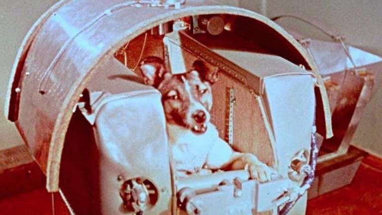 La famosa perra Laika marcó un antes y un después La famosa perra Laika marcó un antes y un después