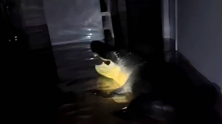 ¡Encuentran un cocodrilo en mitad de su casa! ¡Encuentran un cocodrilo en mitad de su casa!
