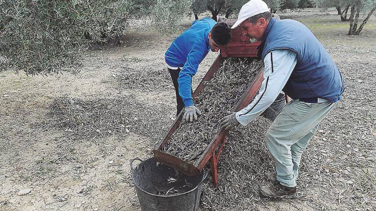 En familia y con la vieja criba, que no hay cosecha En familia y con la vieja criba, que no hay cosecha