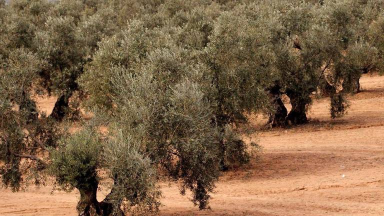 La aceituna de mesa se verá especialmente afectada en la campiña sevillana La aceituna de mesa se verá especialmente afectada en la campiña sevillana