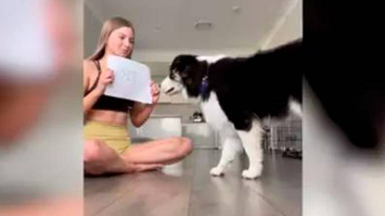 Chase, el perro que sabe leer Chase, el perro que sabe leer