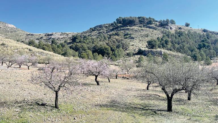 Los almendros ya están en flor en Jaén Los almendros ya están en flor en Jaén