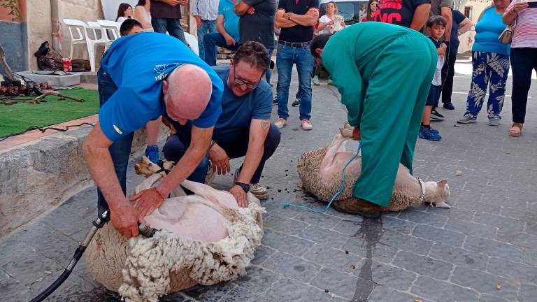 Feria de la Trashumancia (V): Esquilo tradicional para cuidar a las ovejas Feria de la Trashumancia (V): Esquilo tradicional para cuidar a las ovejas