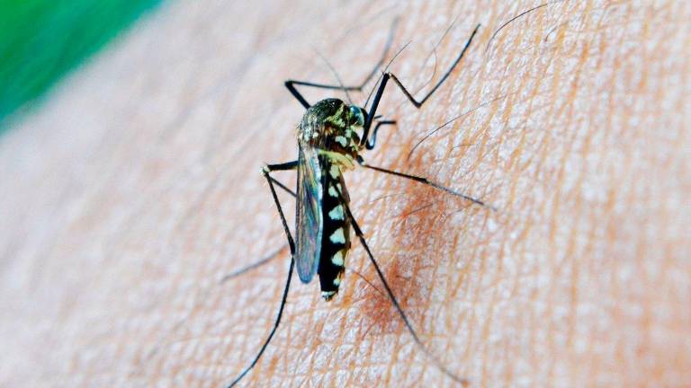 Andalucía comunica el hallazgo de circulación de mosquitos con Virus del Nilo Occidental en Sevilla y Huelva Andalucía comunica el hallazgo de circulación de mosquitos con Virus del Nilo Occidental en Sevilla y Huelva