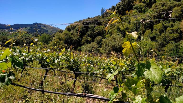 Los comités de sequía se reúnen con previsión de más agua para riego y abastecimiento Los comités de sequía se reúnen con previsión de más agua para riego y abastecimiento