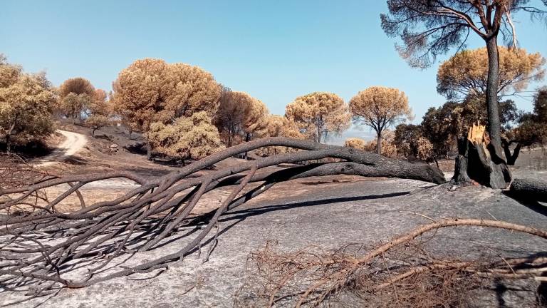 El origen del incendio en El Encinarejo apunta a una negligencia con una radial El origen del incendio en El Encinarejo apunta a una negligencia con una radial