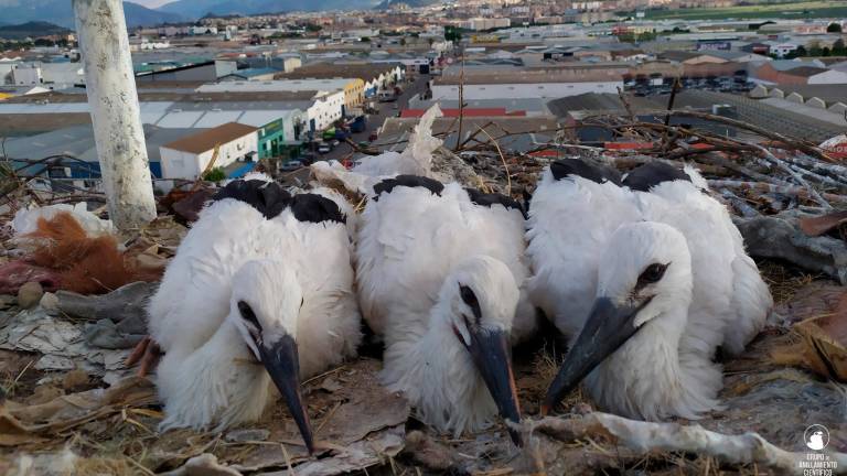 Anillamiento de los pollos de cigüeña de Ronda de Los Olivares Anillamiento de los pollos de cigüeña de Ronda de Los Olivares