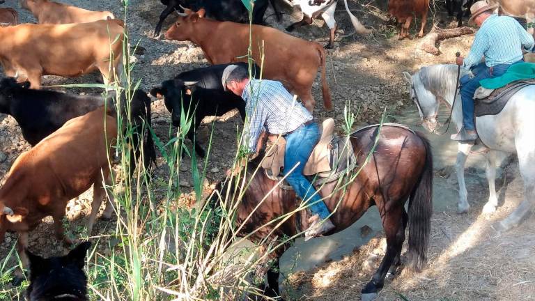 La aventura ancestral de la verea veraniega