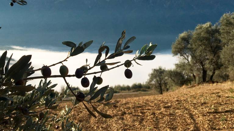 Una cerveza con sabor a olivar Una cerveza con sabor a olivar