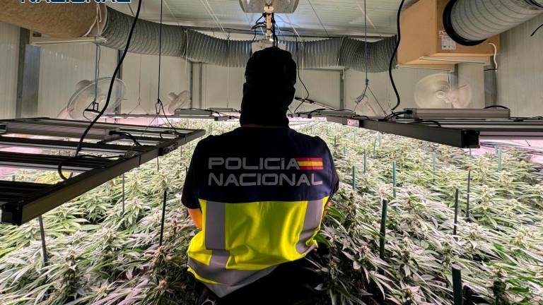 Detenidas cuatro personas tras desmantelar cuatro plantaciones de marihuana en Sanlúcar de Barrameda Detenidas cuatro personas tras desmantelar cuatro plantaciones de marihuana en Sanlúcar de Barrameda
