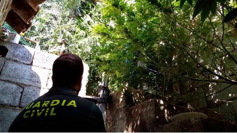 Investigado en Santiago de la Espada acusado de cultivar 12 kilos de marihuana en su casa Investigado en Santiago de la Espada acusado de cultivar 12 kilos de marihuana en su casa