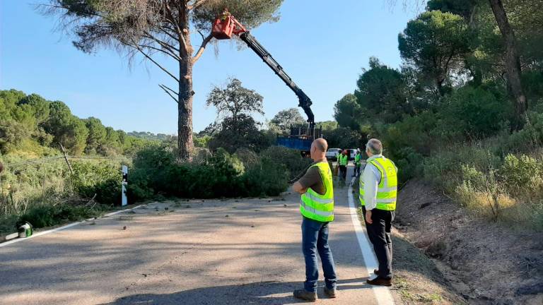 Nuevos trabajos de poda de árboles en la carretera A-6177