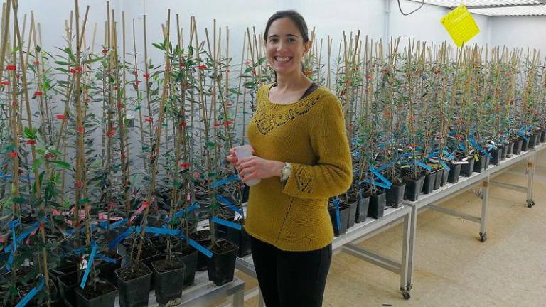 Tres variedades de olivo mejoradas genéticamente resisten la peligrosa verticilosis Tres variedades de olivo mejoradas genéticamente resisten la peligrosa verticilosis