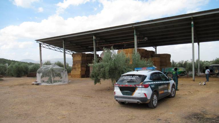 Investigan la muerte de 13 caballos en Alcaudete por comida contaminada Investigan la muerte de 13 caballos en Alcaudete por comida contaminada