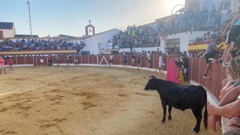 Más de mil personas viven una vibrante suelta de reses en Castellar Más de mil personas viven una vibrante suelta de reses en Castellar