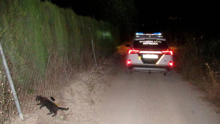 Investigado por la muerte de un gato tras usar lazos ilegales en Alcaudete Investigado por la muerte de un gato tras usar lazos ilegales en Alcaudete