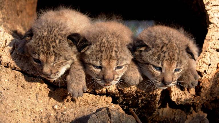 20 años desde el nacimiento de los primeros linces ibéricos en cautividad en Doñana 20 años desde el nacimiento de los primeros linces ibéricos en cautividad en Doñana