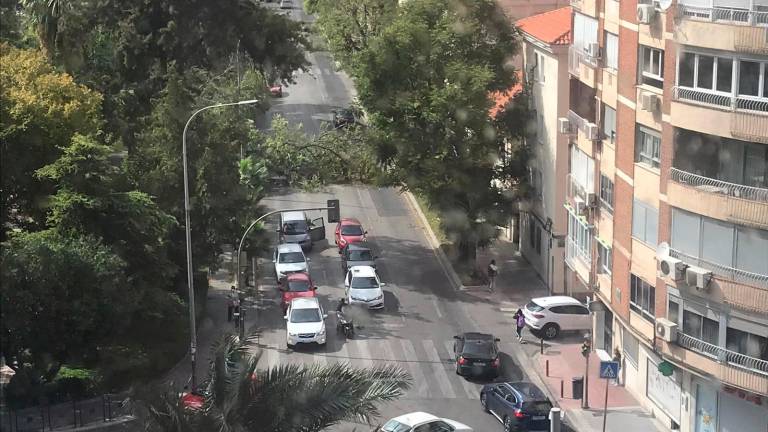 Un árbol caído corta la calle Baeza de Jaén Un árbol caído corta la calle Baeza de Jaén