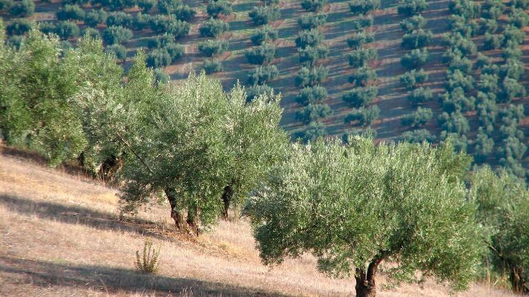 La plataforma de control de prays y mosca del olivo presenta sus novedades La plataforma de control de prays y mosca del olivo presenta sus novedades