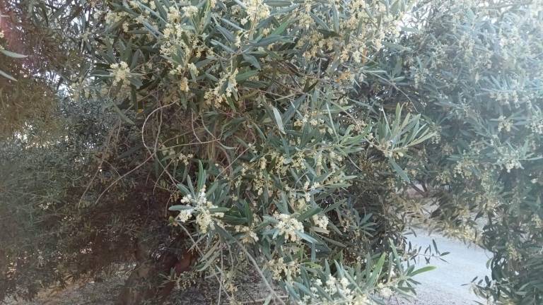 Al rescate del olivar jiennense amenazado por la sequía Al rescate del olivar jiennense amenazado por la sequía