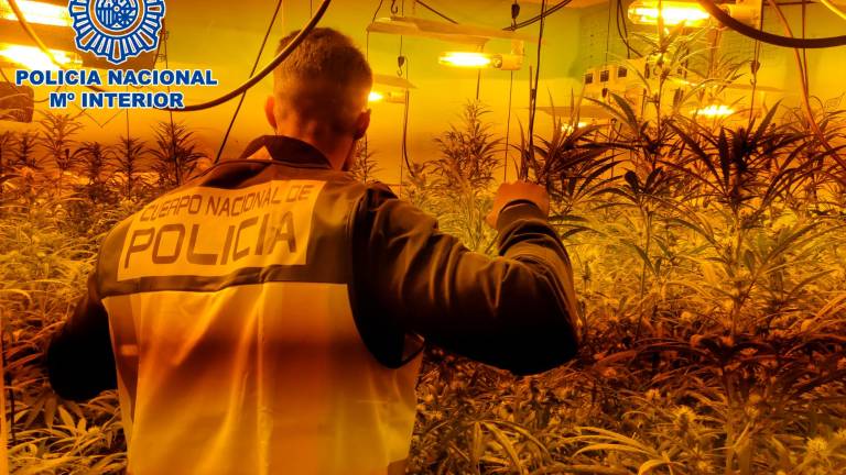 Detienen a un okupa por tener 177 plantas de maría Detienen a un okupa por tener 177 plantas de maría