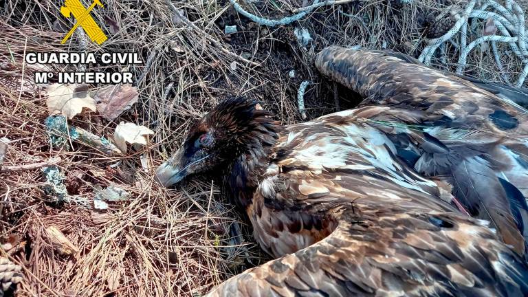 Investigado en Villacarrillo por la muerte de un quebrantahuesos con cebos envenenados Investigado en Villacarrillo por la muerte de un quebrantahuesos con cebos envenenados