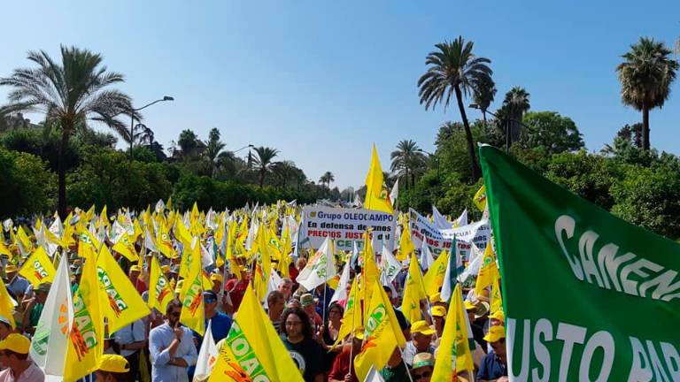 Miles de olivareros protestan por el robo en el precio del aceite Miles de olivareros protestan por el robo en el precio del aceite