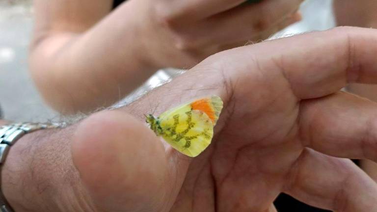 Detectan mariposas singulares o en regresión en parques de Barcelona Detectan mariposas singulares o en regresión en parques de Barcelona