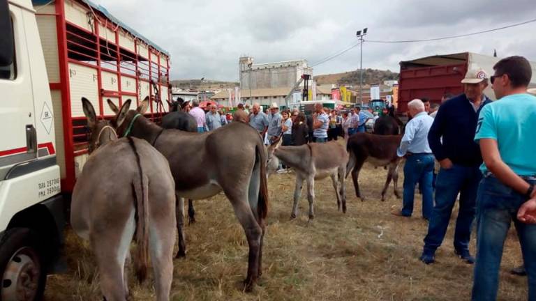 Alcalá vibra con “San Mateo 2019” Alcalá vibra con “San Mateo 2019”
