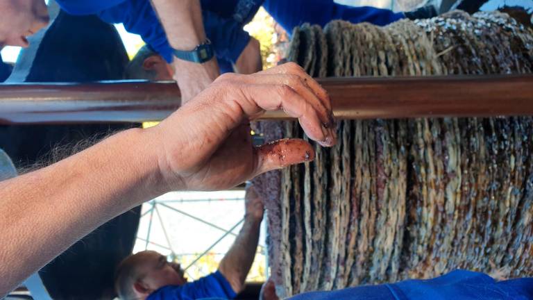 Los marteños no dudan en rendir homenaje a su tradición olivarera Los marteños no dudan en rendir homenaje a su tradición olivarera