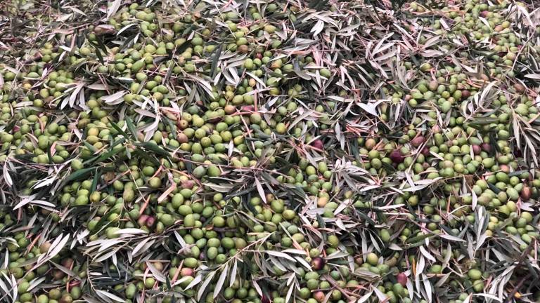 El aceite de oliva virgen extra ya está “a punto” El aceite de oliva virgen extra ya está “a punto”