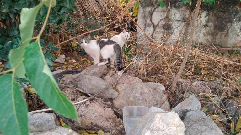 ¿Cómo y quién cuida de los gatos callejeros de la capital? ¿Cómo y quién cuida de los gatos callejeros de la capital?