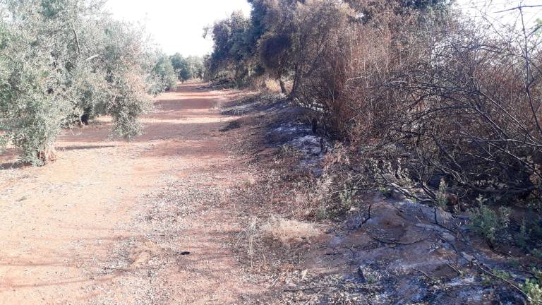 “Siece” demanda más vigilancia en zonas de vegetación natural “Siece” demanda más vigilancia en zonas de vegetación natural