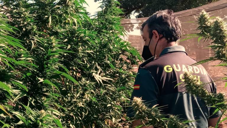 Incautados 20 kilos de marihuana Incautados 20 kilos de marihuana