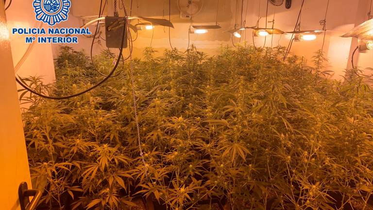 Mula y Estrella, dos operaciones en Linares contra la marihuana bajo techo y la cocaína Mula y Estrella, dos operaciones en Linares contra la marihuana bajo techo y la cocaína