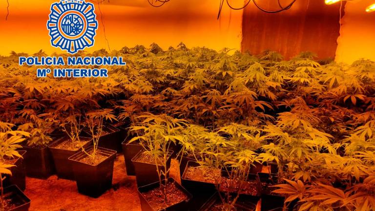 Tres detenidos en Linares por gestionar plantaciones de marihuana Tres detenidos en Linares por gestionar plantaciones de marihuana