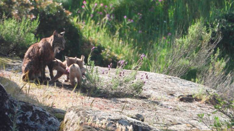 Dos nuevos cachorros para una gata célebre en la repoblación del lince Dos nuevos cachorros para una gata célebre en la repoblación del lince