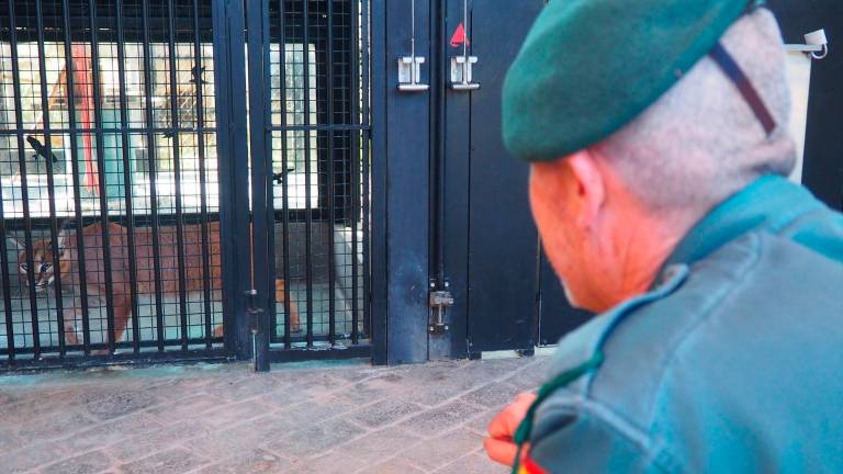 La Guardia Civil interviene un ejemplar de lince africano en una vivienda de Marbella La Guardia Civil interviene un ejemplar de lince africano en una vivienda de Marbella